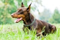 Lying brown doberman pinscher