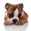Lying brown english bulldog loking sad and depressed