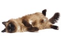 Lying Burman cat Royalty Free Stock Photo