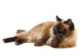 Lying Burman cat