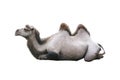 lying camel isolated on white background Royalty Free Stock Photo