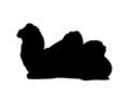 Lying Camel Silhouette on White Background Royalty Free Stock Photo