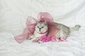 Lying cat in bed next to a magic wand, decorated with a pink bow, royal rest Royalty Free Stock Photo