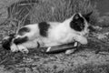 Lying cat holding the smart phone with her paws. Black and white photography