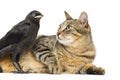 Lying cat looking at a Western Jackdaw, isolated