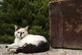 Lying cat and old suicase Royalty Free Stock Photo