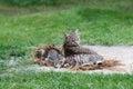 Lying cat with sleeping kittens