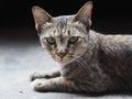 Lying cat stare at camera Royalty Free Stock Photo