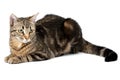 Lying cat tabby isolated on white background. Royalty Free Stock Photo