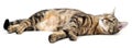 Lying cat tabby isolated on white background. Royalty Free Stock Photo