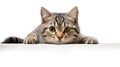 lying cat on white background Royalty Free Stock Photo