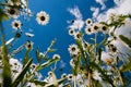 Lying in a chamomile field, looking at the blue sky through flowers and wind Royalty Free Stock Photo