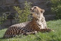 Lying cheetah