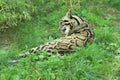 Lying clouded leopard Royalty Free Stock Photo