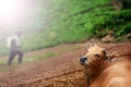 Lying cow and a farmer spraying insecticide Royalty Free Stock Photo