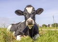 Lying cow with flies, black and white happy in high green grass, relaxing in the meadow, seen from the front under a blue sky Royalty Free Stock Photo