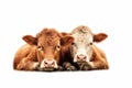 lying cows isolated on white background