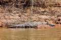 Crocodile in Canyon del Sumidero in Chiapas, Mexico Royalty Free Stock Photo