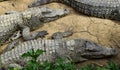 Lying Crocodiles Royalty Free Stock Photo