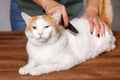 Lying cute white-red cat and a comb full of pet hair. The concept of pet care