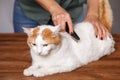 Lying cute white-red cat and a comb full of pet hair. The concept of pet care
