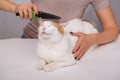 Lying cute white-red happy cat and a comb full of pet hair. Combing the pet cat. The concept of pet care Royalty Free Stock Photo