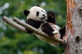 Lying cute young Giant Panda