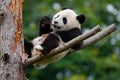 Lying cute young Giant Panda feeding feeding bark of tree Royalty Free Stock Photo