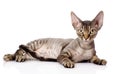 Lying devon rex cat. looking at camera.