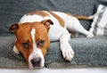 Lying dog Royalty Free Stock Photo