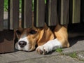 Lying dog looking under the fence