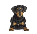 Lying down Black and red Mixed breed dog, isolated Royalty Free Stock Photo