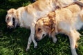 Lying down on grass. Two beautiful Golden Retriever dogs have a walk outdoors in the park together Royalty Free Stock Photo