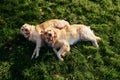 Lying down on grass. Two beautiful Golden Retriever dogs have a walk outdoors in the park together Royalty Free Stock Photo