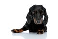 Teckel dog looking at camera pensively Royalty Free Stock Photo