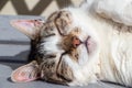 Lying down tabby cat on a bench Royalty Free Stock Photo