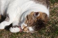 Lying down tabby cat in a garden