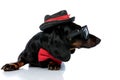 Lying down Teckel dog with sunglasses,bowtie,hat looking away Royalty Free Stock Photo