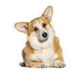 Lying down Welsh Corgi Pembroke, isolated on white Royalty Free Stock Photo