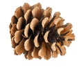 Lying dry brown pine cone isolated on white background Royalty Free Stock Photo
