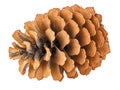 Lying dry ginger pine cone close-up isolated on white background Royalty Free Stock Photo