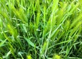 Lying ears of wheat after rain