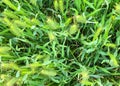 Lying ears of wheat after rain