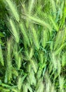 Lying ears of wheat after rain