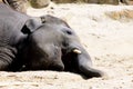 Lying elephant Royalty Free Stock Photo