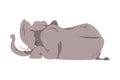 Lying Elephant as Large African Animal with Trunk, Tusks, Ear Flaps and Massive Legs Vector Illustration Royalty Free Stock Photo