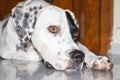 Lying English pointer dog with a small scratch on the eyelid