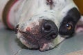 Lying English pointer mix phenotype white dog in black dots port Royalty Free Stock Photo