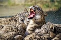 Lying family of Snow Leopard Irbis (Panthera uncia) Royalty Free Stock Photo