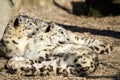 Lying family of Snow Leopard Irbis (Panthera uncia) Royalty Free Stock Photo